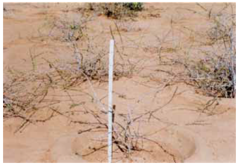 Commiphora wightii field view