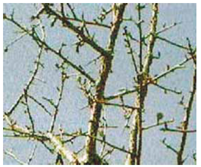 Commiphora wightii guggal