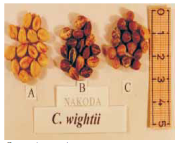 Commiphora wightii seeds