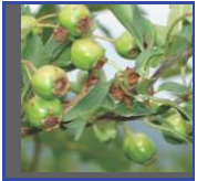 Crataegus oxyacantha 