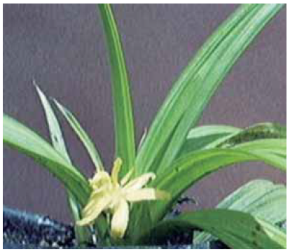 Curculigo orchioides 1