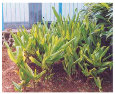 Curcuma caesia 1