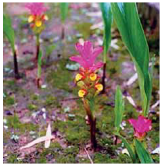 Curcuma caesia haldi plant