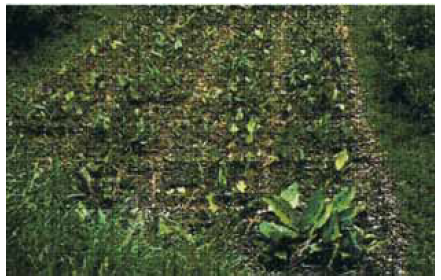 Curcuma zedoaria view