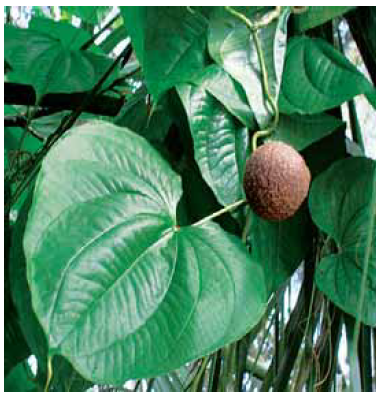 Dioscorea bulbifera bulbil