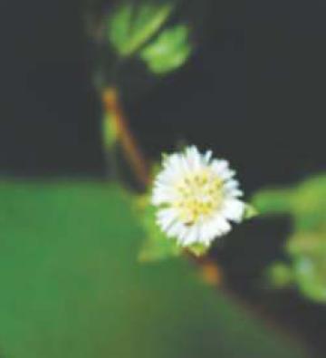 Flower of Eclipta alba