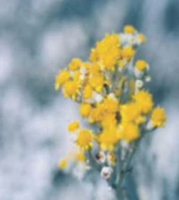 Flowers of Cineraria maritime