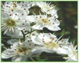 Flowers of Crataegus oxyacantha