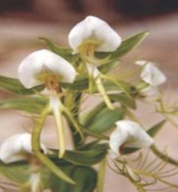Flowers of Habenaria intermedia