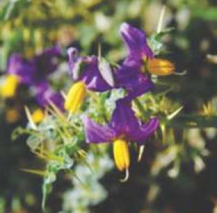 Flowers of Solanum surattense