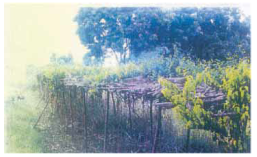 Gymnema sylvestre crop