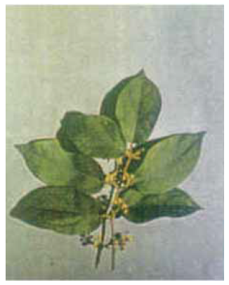 Gymnema sylvestre cuttings