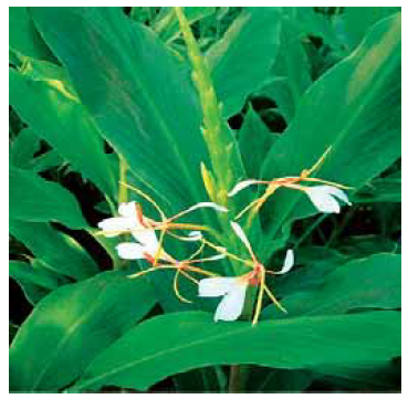 Hedychium spicatum 1