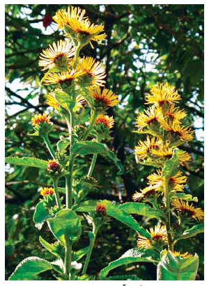 Inula racemosa 1