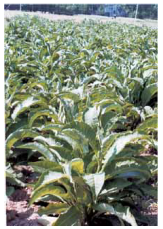 Inula racemosa field view