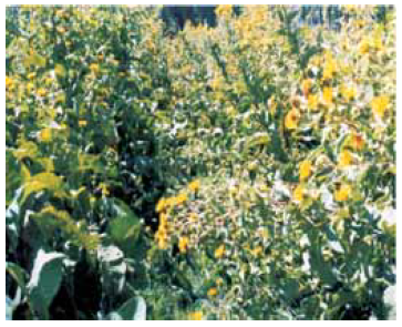 Inula racemosa full bloom