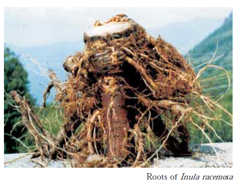 Inula racemosa roots