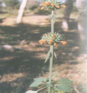 Leonotis nepetaefolia