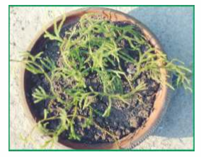 Lycopodium clavatum in Pot