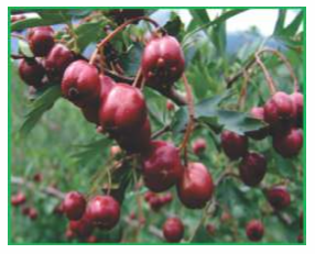 Mature fruit of Crataegus oxyacantha