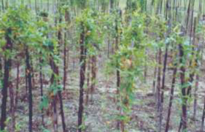 Paederia scandens in field