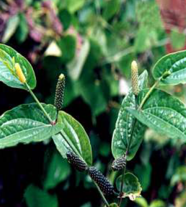 Poper (Piper nigrum)