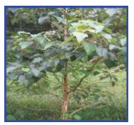 Plant of Gmelina arborea 