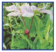 Plant of Podophyllum hexandrum