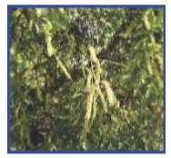 Plant of Prosopis cineraria