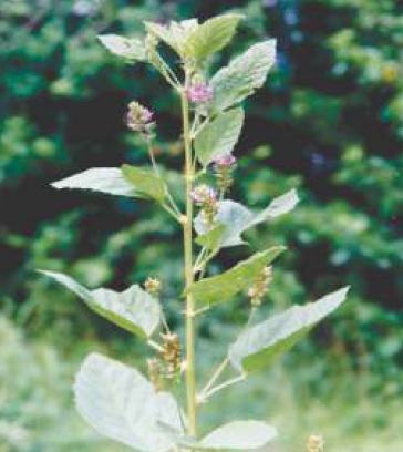 Psoralea corylifolia