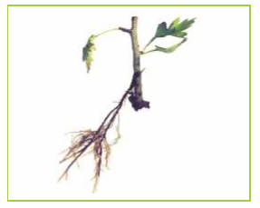Rooted stem cutting of Crataegus oxyacantha
