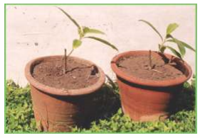 Saplings raised from cutting