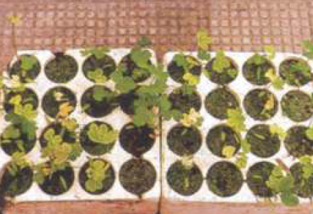 Seedlings