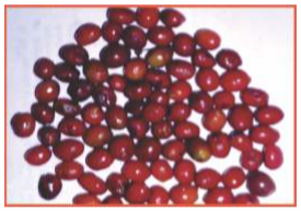 Seeds 2