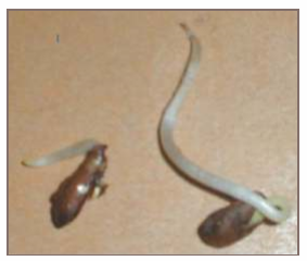Sprouting kernels of Crataegus oxyacantha