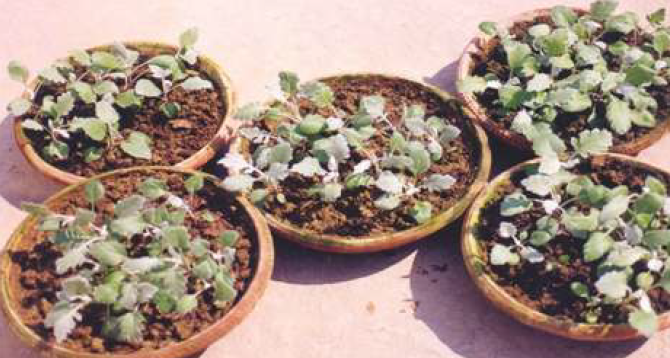 Transplanting stage of the seedlings