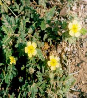 Tribulus terrestris