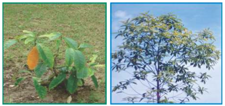 Young plant in the field and Three year old tree