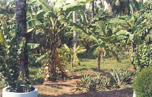 Mixed / Inter / Multi-species Cropping System in Coconut Gardens