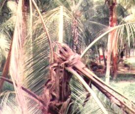 Symptoms - Red Palm Weevil