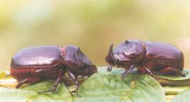 Rhinoceros Beetle