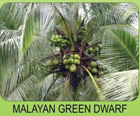 variety-malayan-green-dwarf.jpg