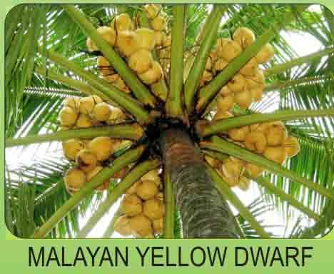 variety-malayan-orange-dwarf2.jpg