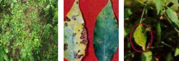 cercospora_leafspot