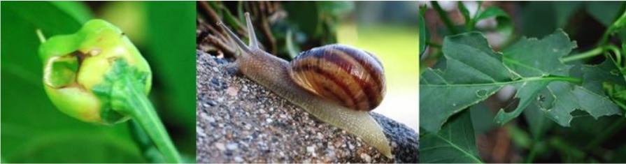 slugs_and_snail