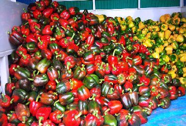 Coloured capsicum deals