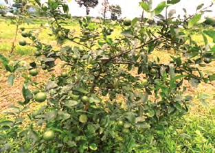 Acid lime crop in foothills of Arunachal Pradesh — Vikaspedia