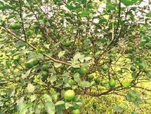 Acid lime crop in foothills of Arunachal Pradesh — Vikaspedia