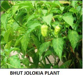 Jolokia plant