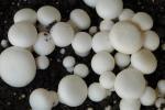 button mushroom